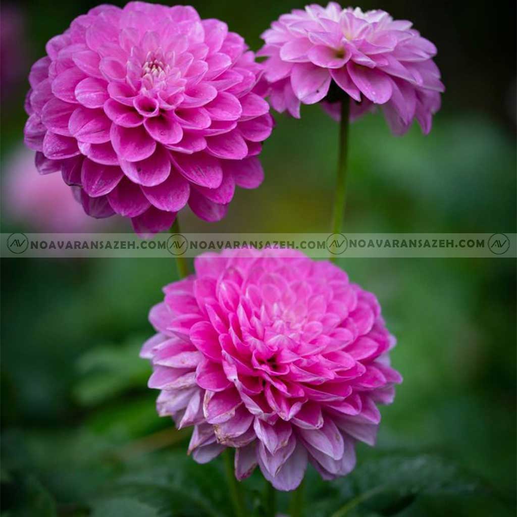 بهترین درختچه برای محوطه سازی 