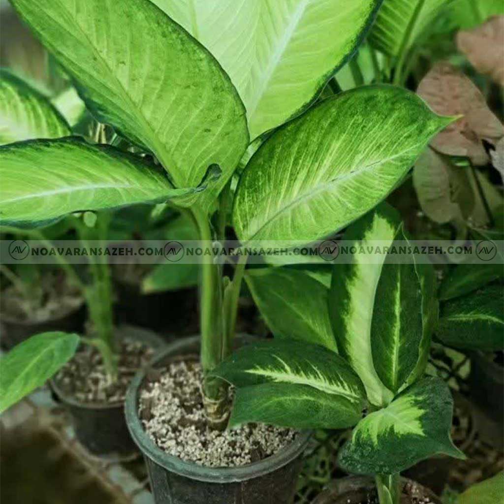 بهترین درختچه برای محوطه سازی 