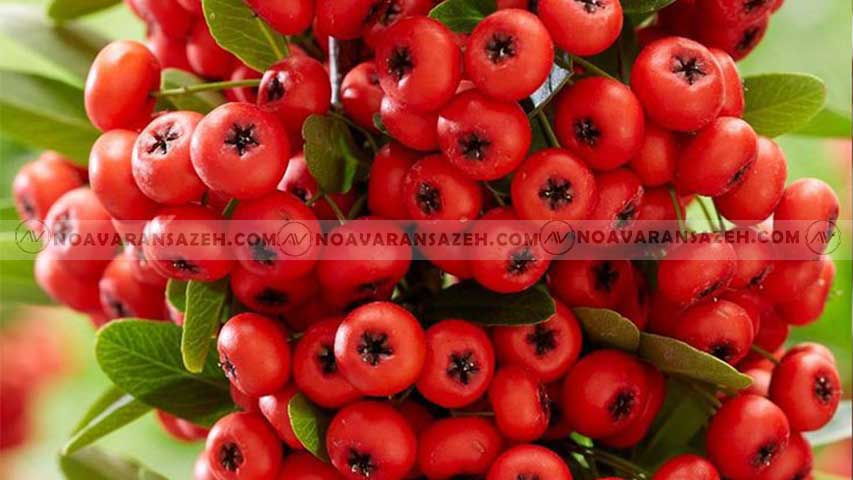 بهترین درختچه ها برای محوطه سازی