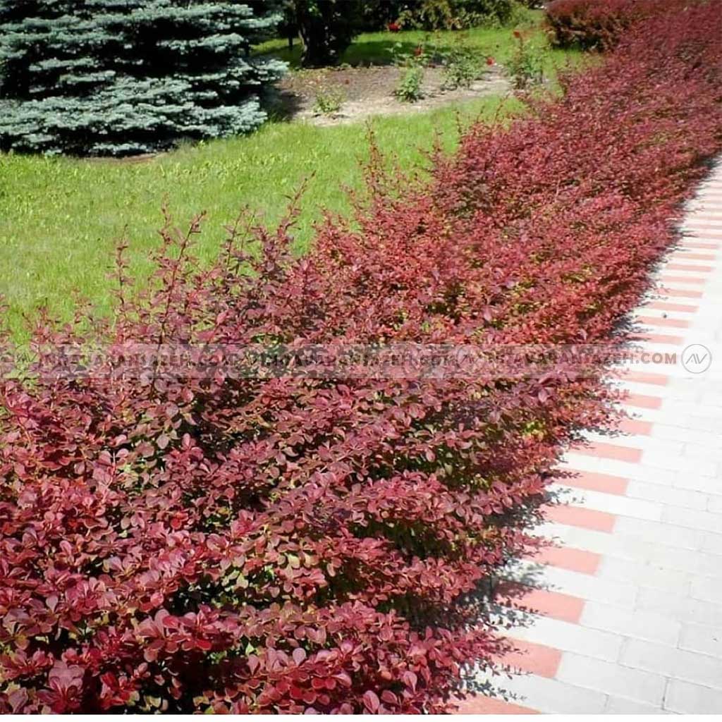بهترین درختچه برای محوطه سازی 