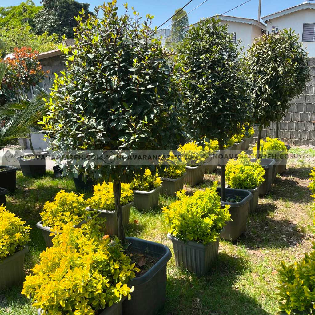 بهترین درختچه برای محوطه سازی 