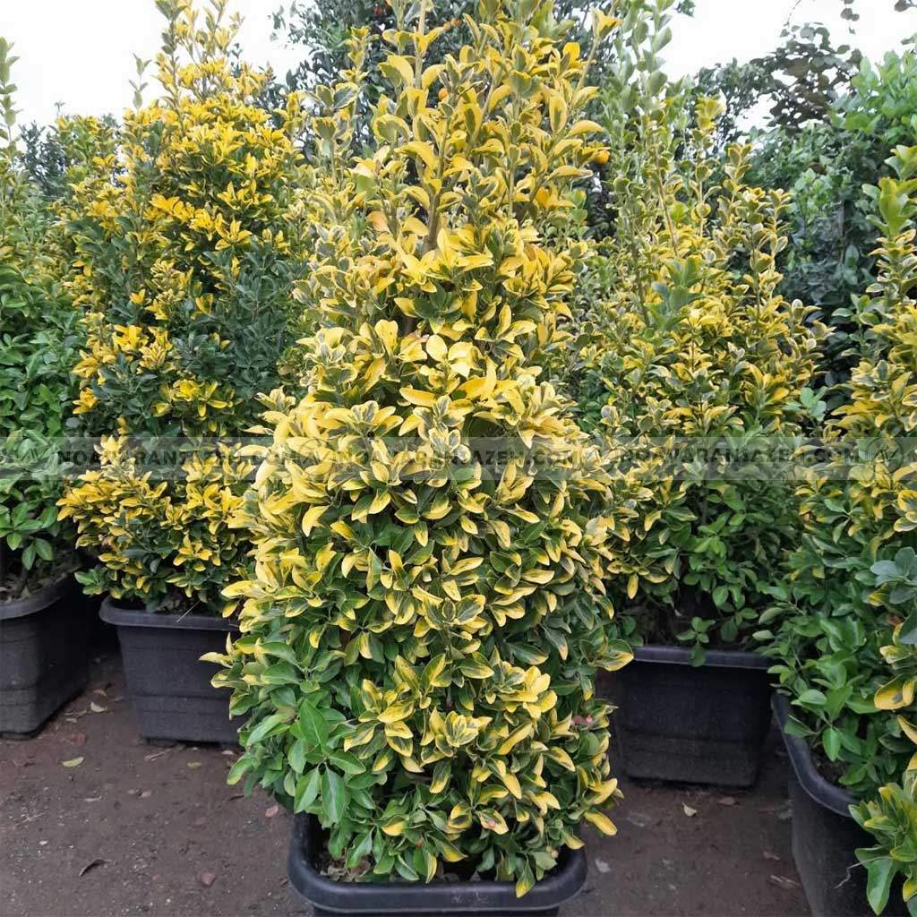 بهترین درختچه برای محوطه سازی 